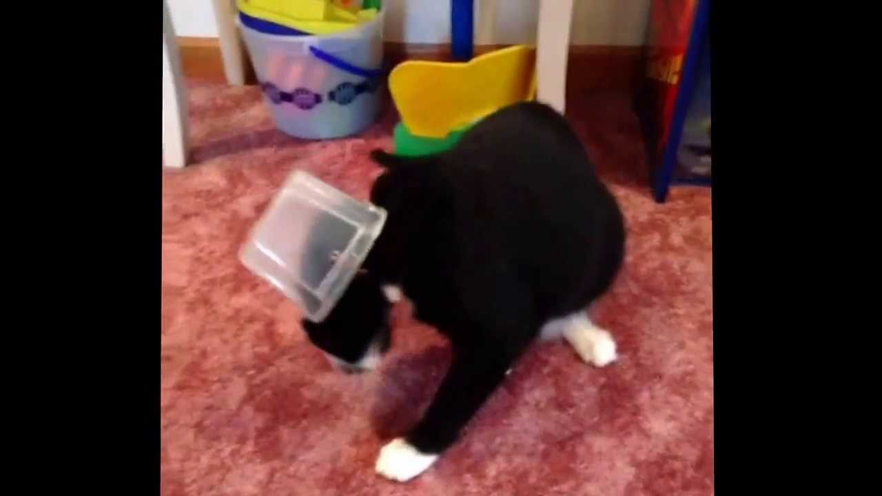 Spike loves his new hat.