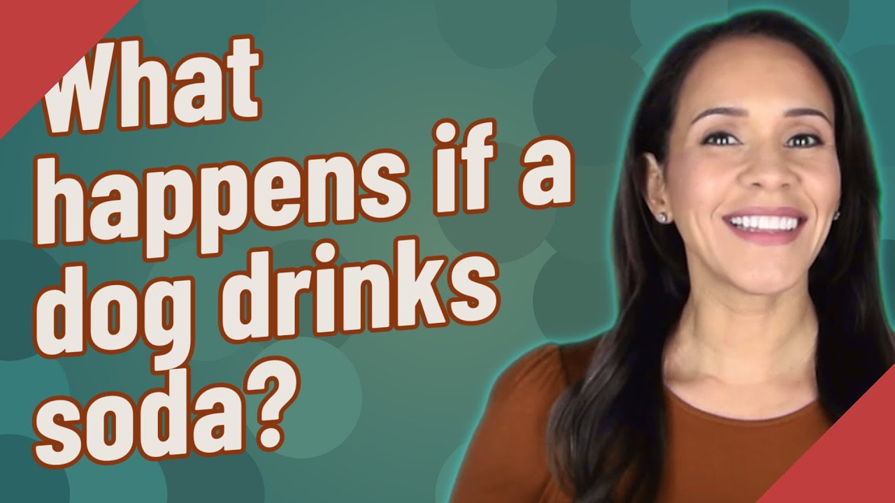 What Happens If A Dog Drinks Soda YouTube What Happens If A Dog Drinks Soda YouTube