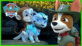 PAW Patrol Jungle Rescues with the Cat Pack and more! | PAW Patrol | Cartoons for Kids Compilation