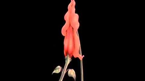 Pink Floyd Empty Spaces animation   YouTube2