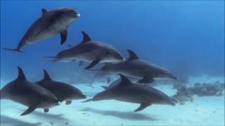 Dolphin-Background