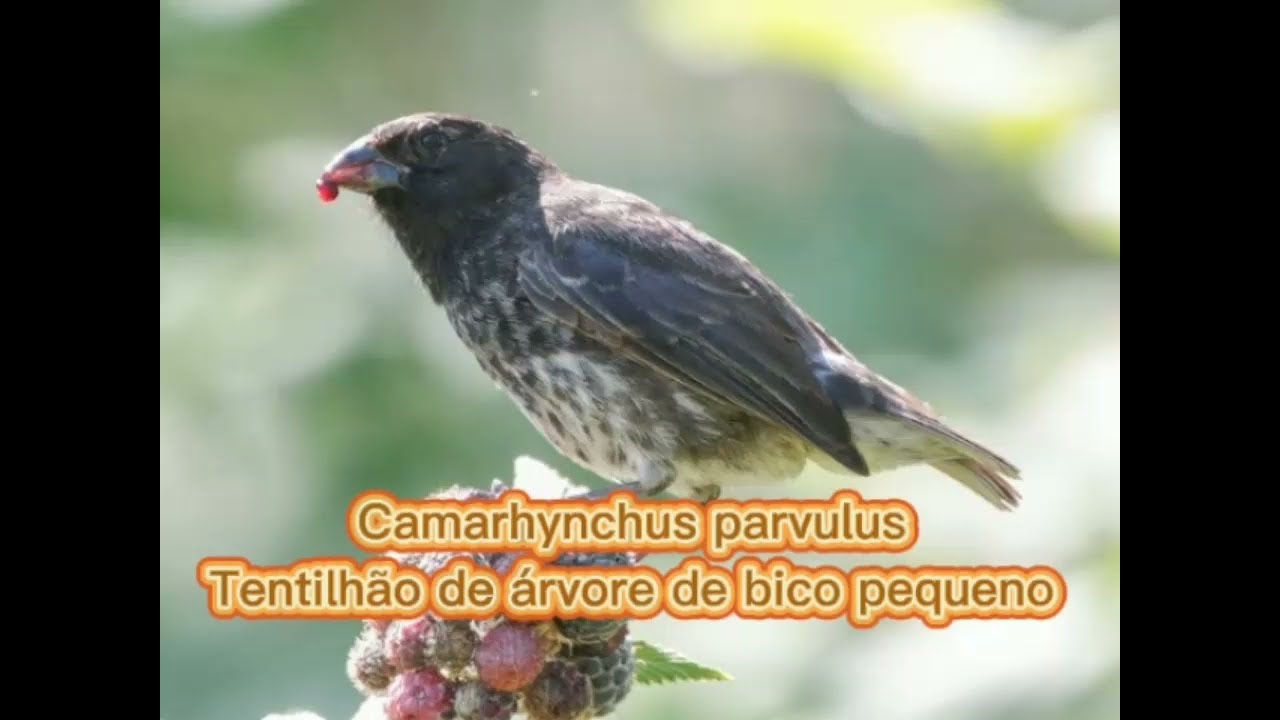 O canto do Tentilhão de árvore de bico pequeno  ( Camarhynchus parvulus  )