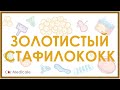 Золотистый стафилококк - микробиология, токсины, лечение, устойчивость