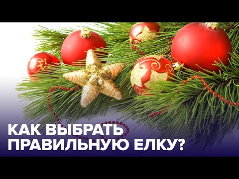 Как ВЫБРАТЬ идеальную новогоднюю ЕЛКУ?