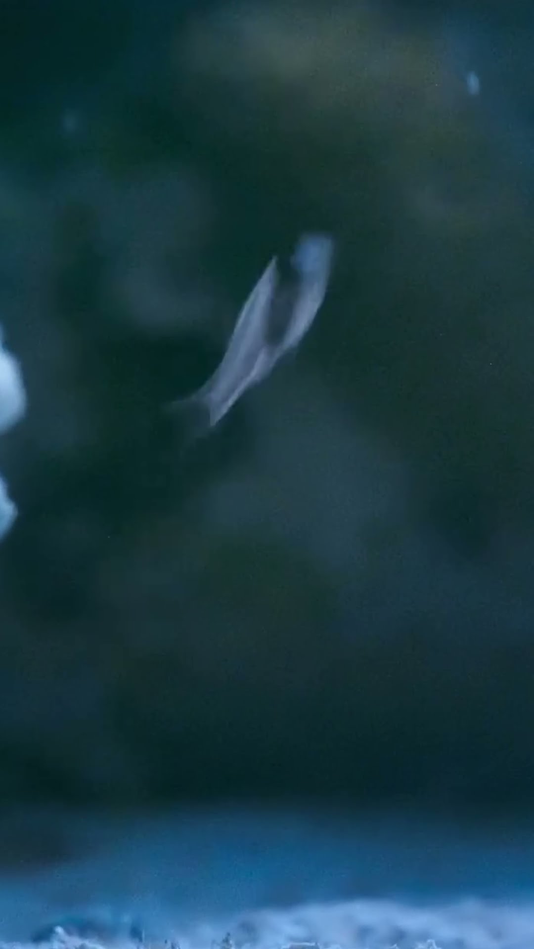Beautiful Defense Mechanism In The Sea