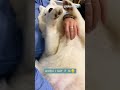 Samoyed Dog Doesn&#39;t Want to Stop Being Pet | Shorts