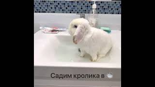 Как помыть кролика