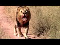 Mjejane Male Lion Coalition Return And Reduce Young Vurhami Males Down To Only One