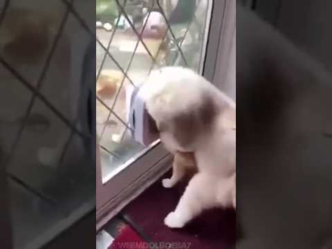 Поймал на ошибке #shorts #shortvideo #memes #trending #tiktok