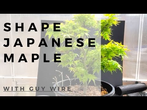 Shaping Japanese Maple With Guy Wire