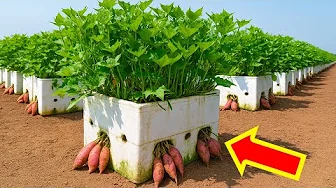 Grow Sweet Potatoes in Foam Boxes | Big & Fast Harvest