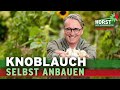 5 Tipps für eine reiche Knoblauch-Ernte und dicke Knollen | Horst sein Schrebergarten