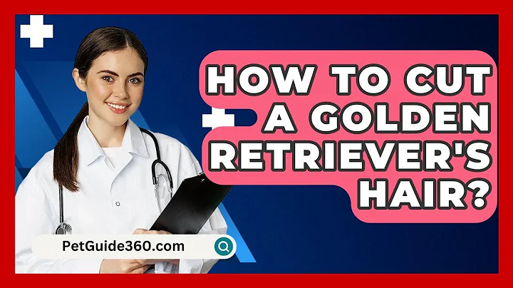How To Cut A Golden Retriever's Hair? - PetGuide360.com