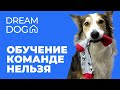 Правильное обучение запрещающей команды 🐶 Научить щенка Нельзя на не игровом предмете 🐕