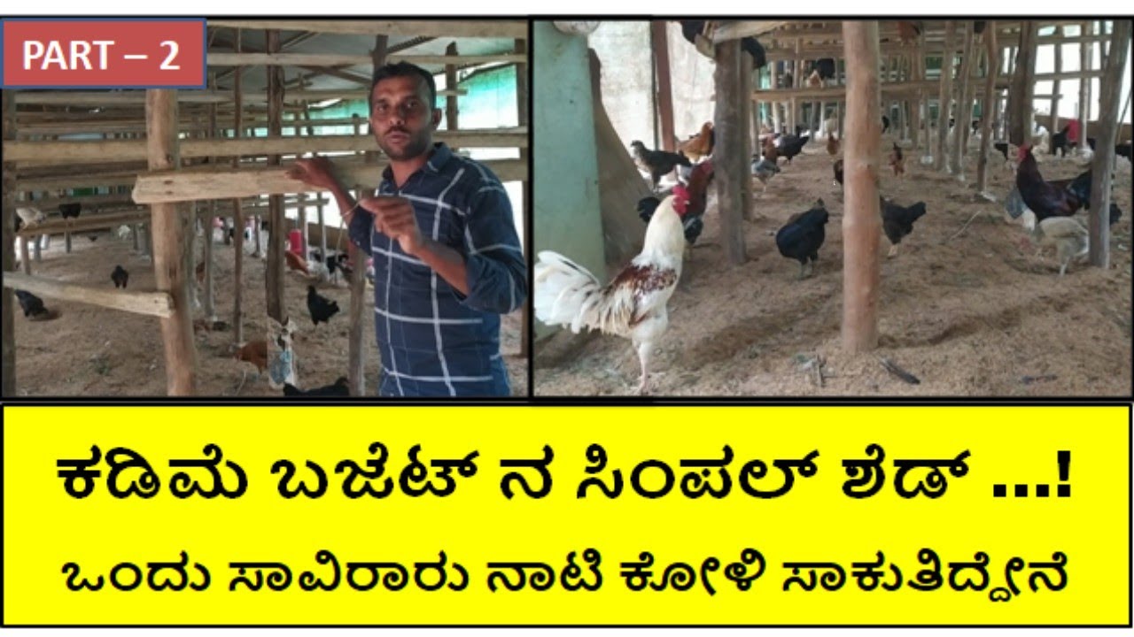 ಸಿಂಪಲ್ ಶೆಡ್ ನಲ್ಲಿ ಒಂದು ಸಾವಿರ ನಾಟಿ ಕೋಳಿ ಸಾಕಾಣಿಕೆ 
