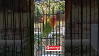 Lovebird Ngetik Panjang