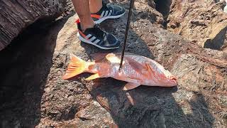 Pesca Pargo Caimanero Sinaloa