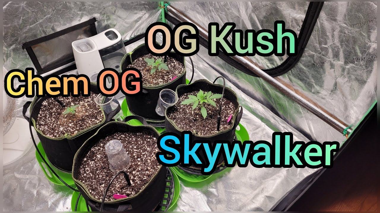 Series 4, Ep 2 - OG Kush, Skywalker & Chem OG - The Friendly Grower