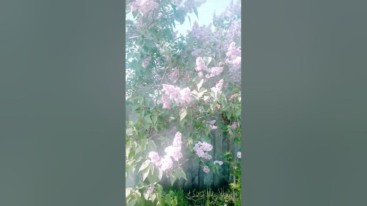 Сирень символ деревни 🌹 - YouTube