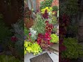Today is the last day of summer 😭 I’m not ready! #summer #mygardentoday #coleus #lastdayofsummer