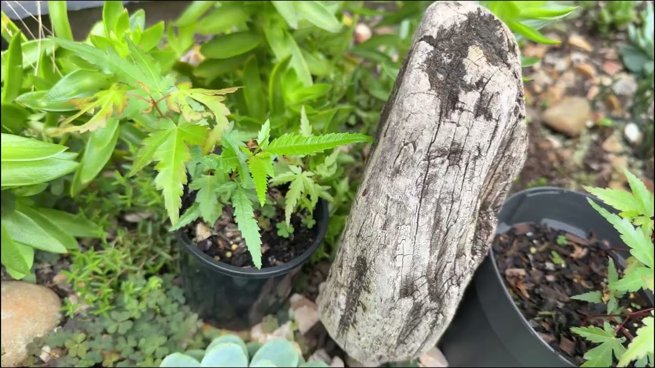 Tour of back garden-Summer Feb 2026, and potting Mikawa Yatsubusa
