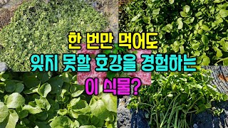 왜! 지금껏 몰랐을까? 한 번만 먹어도! 도저히 지나칠 수 없고, 입과 몸이 호강에 겨워하는, 이 식물! 맛, 영양, 효능 빠짐없이 즐겨보세요! by 산가람TV 68,604 views 6 months ago 8 minutes, 1 second