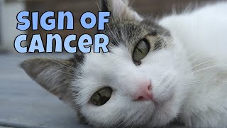 Warning Signs of Lung Cancer in Cats