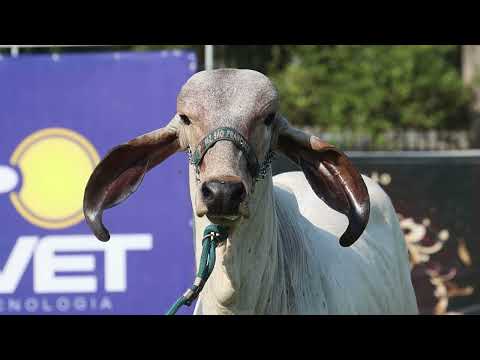 LOTE 16   GALE 538