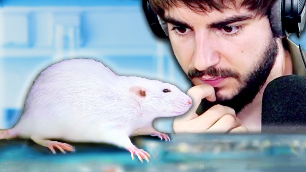 Jamal Rata las ratas son baratas - YouTube