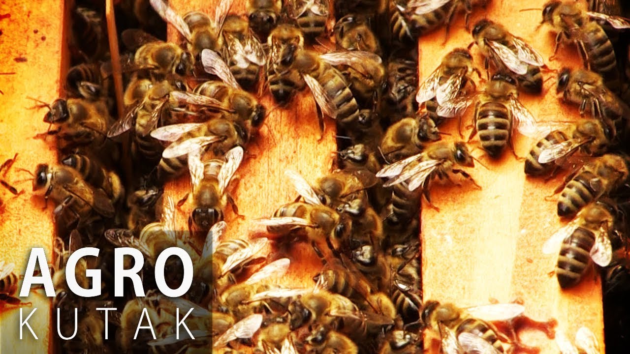 Agro kutak - Hobi pčelarstvo – Najčešće početničke greške - 19.09.2017.