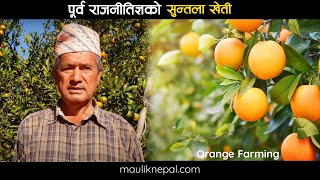 कति हुन्छ कमाई ? Shree Prasad G.T,  Suntala Kheti Syangja II Orange Farming in Nepal II