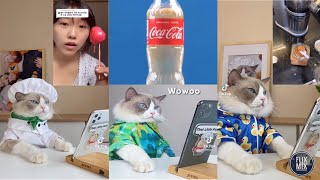 Cat doing life hacks and prove that humans are wrong part 4