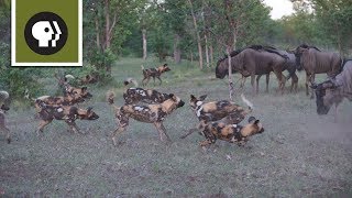 Wild Dogs Take on Wildebeest