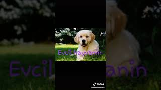 Fatime Adina Uygun Video