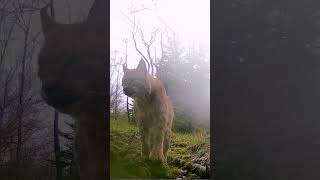 Lynx Captured Up-Close While Attempting To Call a Female