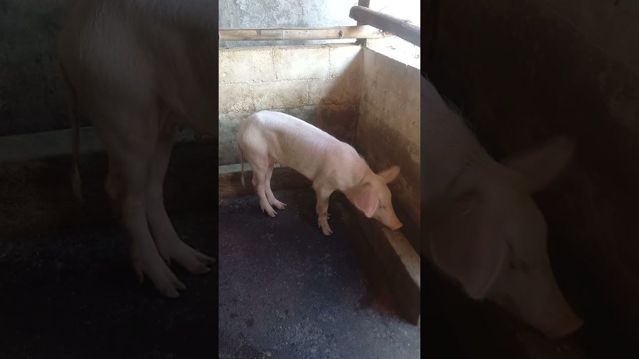 Cerdo desnutrido o mal alimentado, Esperen verlo recuperado