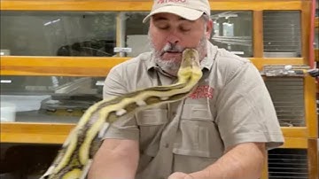 Giant Reticulated Python Gone Wrong had to get my vibranium Jacket | Craziest Reticulated Python