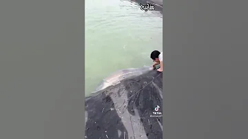 شاب يصيد سمكة اكبر منه 