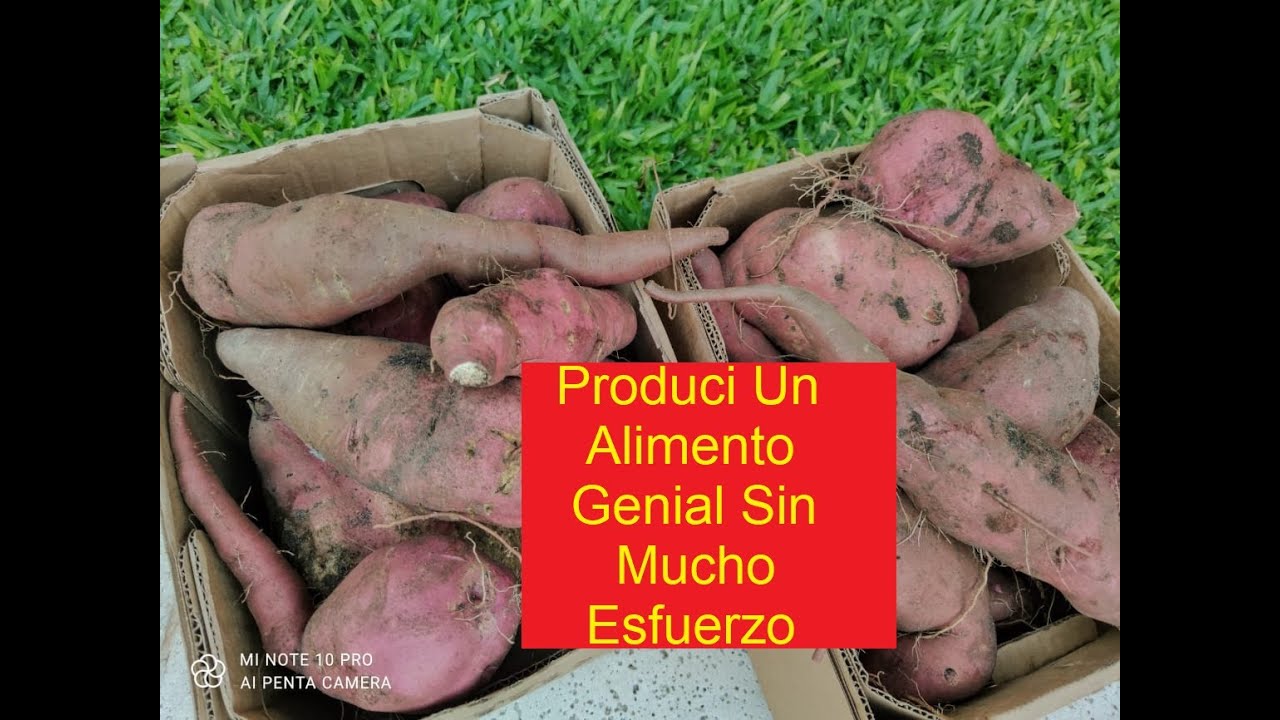 BATATAS EN LA TERRAZA, SUPER COSECHA