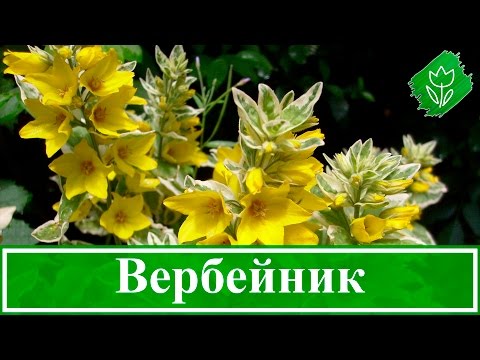 Видео: Вербейник: тариалалт, төрөл, сорт, хэрэглээ