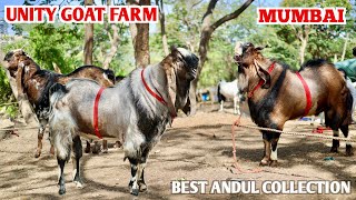 Best Kota Andul Collection In Versova Mumbai At Unity Goat Farm