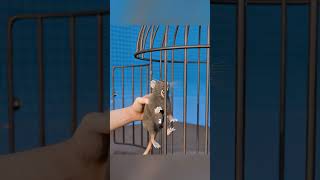The Mouse Experiment That Changed Psychology 🧠🐭#shorts #psychology #mouseexperiment