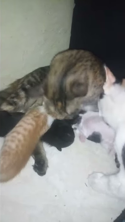 Kucing Romantis😍