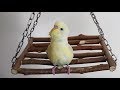 Kuşlar İçin Hamak Salıncak Yapımı - Muhabbet Kuşu Papağan