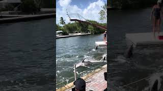 Very Talented Bottle-Nosed Dolphins @ Theater of the Sea in Islamorada Florida..Best Trainers Too