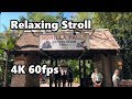 Gorilla Falls Exploration Trail | Relaxing Stroll - 4K 60fps | Disney’s Animal Kingdom