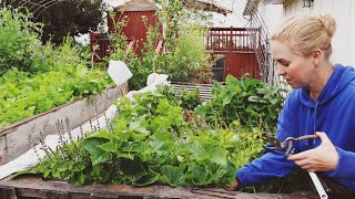 How To Build A Pallet Raised Garden Bed From Scratch...And Turn It Into a Greenhouse