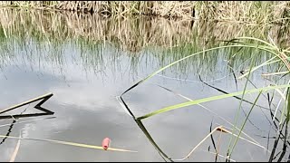 BAIT & WAIT is live! New spot Fishing 🎣