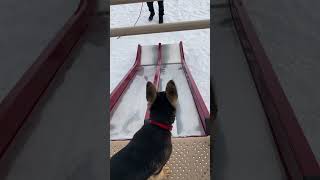 German Shepherd Puppy Playing Slides 🛝