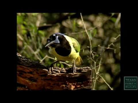 Basics of Birding - Texas Parks and Wildlife [Offi...